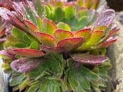 Semponium 'Sienna' (2L pot)