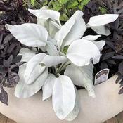 Senecio 'Angel Wings' (3L pot)