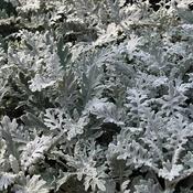 Senecio 'Silver Dust' (9cm pot) image