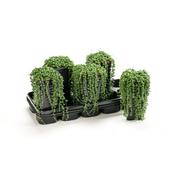 Senecio rowleyanus image