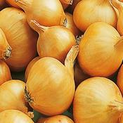 Shallot 'Golden Gourmet' (50 bulbs) image