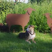 Metal Garden Deco – Sheep image