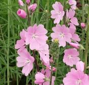 Sidalcea 'Shimmer' (2L pot) image