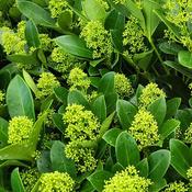 Skimmia Japonica 'Finchy' (13cm pot) image