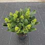 Skimmia Japonica 'Finchy' (13cm pot)