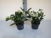 Skimmia japonica 'O' Berries' white (12cm pot) image