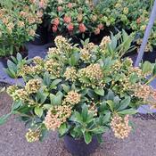 Skimmia Japonica 'Pabella' (12L pot) image