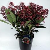 Skimmia Japonica 'Pabella' (1.5L pot)