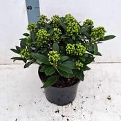 Skimmia Japonica 'Pabella' (5L pot) image