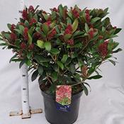 Skimmia Japonica 'Rubella' (12L pot)