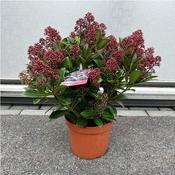 Skimmia Japonica 'Rubella' (5L pot) image