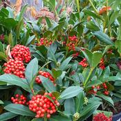 Skimmia japonica 'Pabella' (12L pot) image