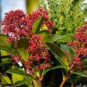 Skimmia 'Rubella' (11cm pot)
