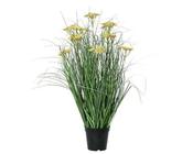 Small Clinopodium urticifolium in pot image