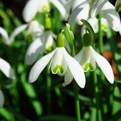 Snowdrops (100 bulbs) image