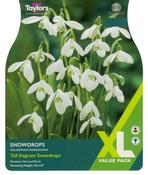 Snowdrops XL (20 bulbs)