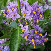 Solanum crispum 'Glasnevin' (3L pot) image