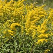 Solidago 'Goldkind' (3L pot)