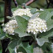 Sorbus aria 'Majestica' (9.5L pot)