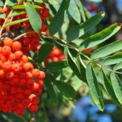 Sorbus Aucuparia (10L pot)