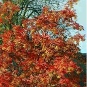 Sorbus Joseph Rock (10L pot) image