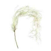 Spanish Moss Trailing Vine