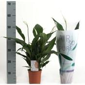 Spathiphyllum 'Sweet Chico' (13cm pot) image