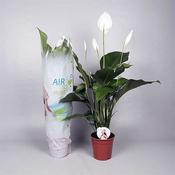 Spathiphyllum 'Sweet Lauretta' (19cm pot) image