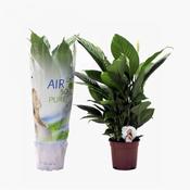 Spathiphyllum 'Vivaldi' (17cm pot) image