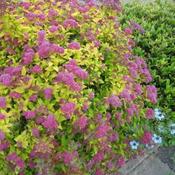 Spiraea 'Gold Mound' (3L pot) image