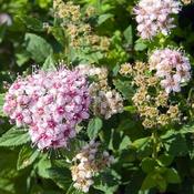Spiraea 'Little Princess' (2L pot) image