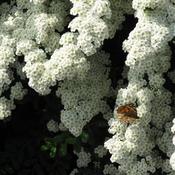 Spiraea 'Snowmound' (3L pot) image