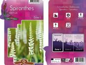 Spiranthes cernua (9cm pot)