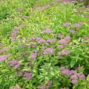 Spirea 'Gold Flame' (3L pot) image