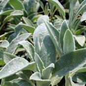 Stachys byzantina (2L pot) image