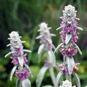 Stachys byzantina 'Silver Carpet' (3L pot)