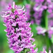 Stachys 'Summer Grapes' (2L pot) image