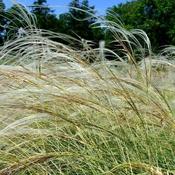 Stipa 'Pony Tails' (3L pot) image