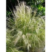 Stipa Tenuissima 'Pony Tails' (2L pot) image