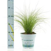 Stipa tenuissima 'Ponytails' (9cm pot) image