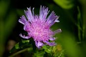 Stokesia laevis 'Amethyst' (3L pot) image