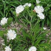 Stokesia 'Whitecaps' (2L pot)