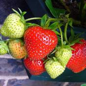 Strawberry 6 Pack (6x9cm pot) image