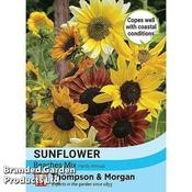 Sunflower Beaches Mix Bulk (40)