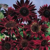 Sunflower Claret (20)