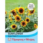 Sunflower Solar Flash F1 Hybrid (10)