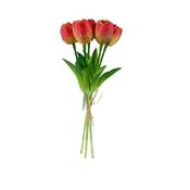 Sunrise Tulip Bundle