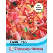 Sweet Pea Miss Willmott (20)