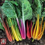 Swiss Chard Celebration image