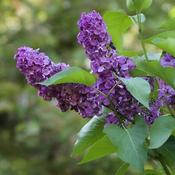 Syringa vulgaris 'And. an Ludwig Spath (5L pot)